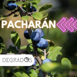 Pacharán